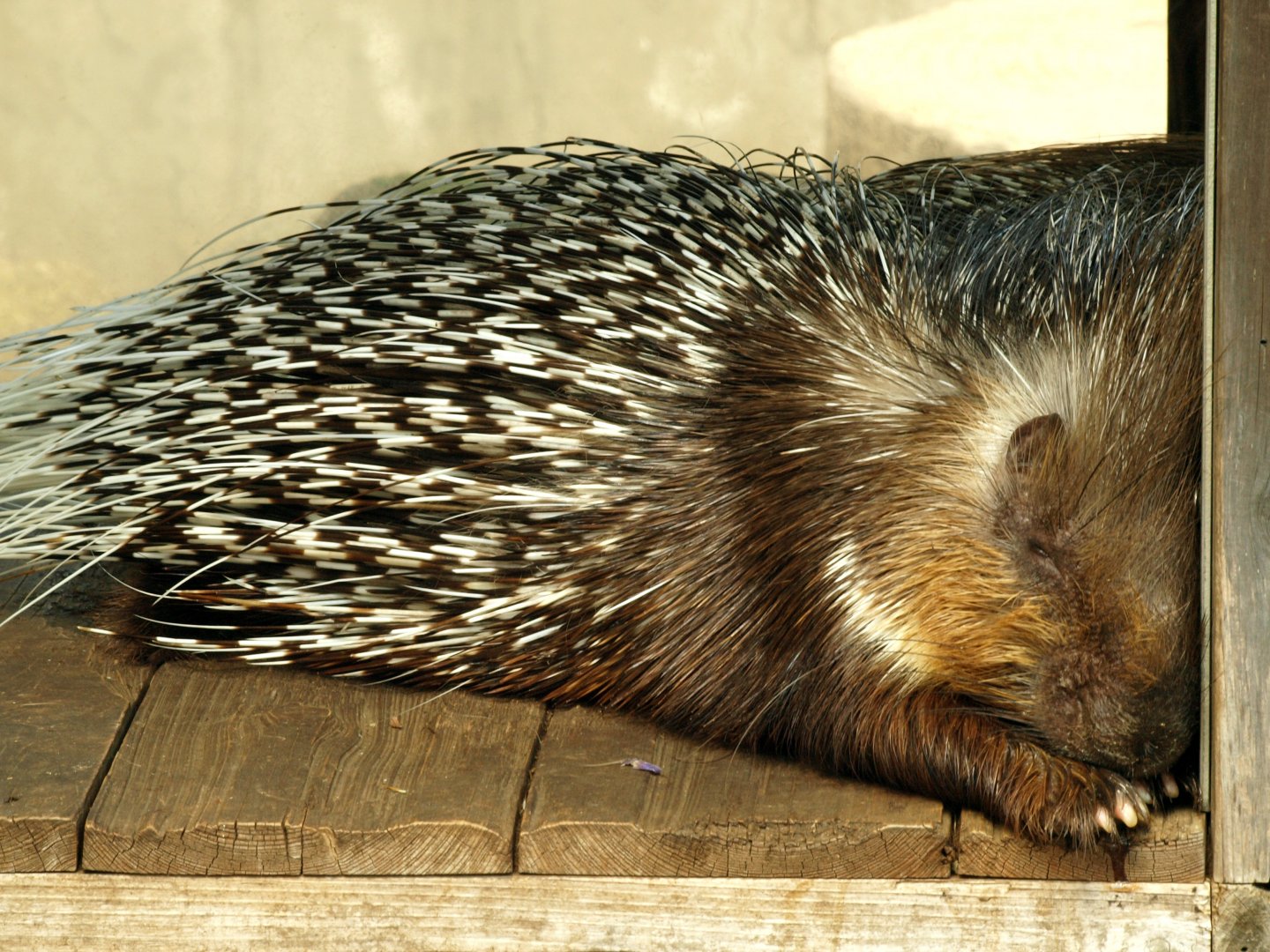 African crested porcupine