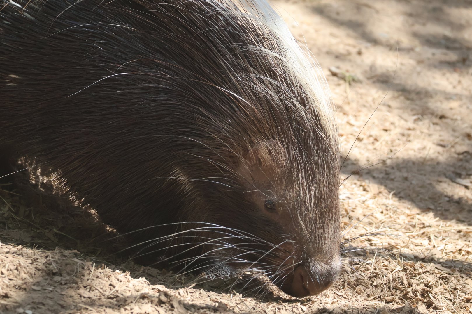 African Crested Porcupine