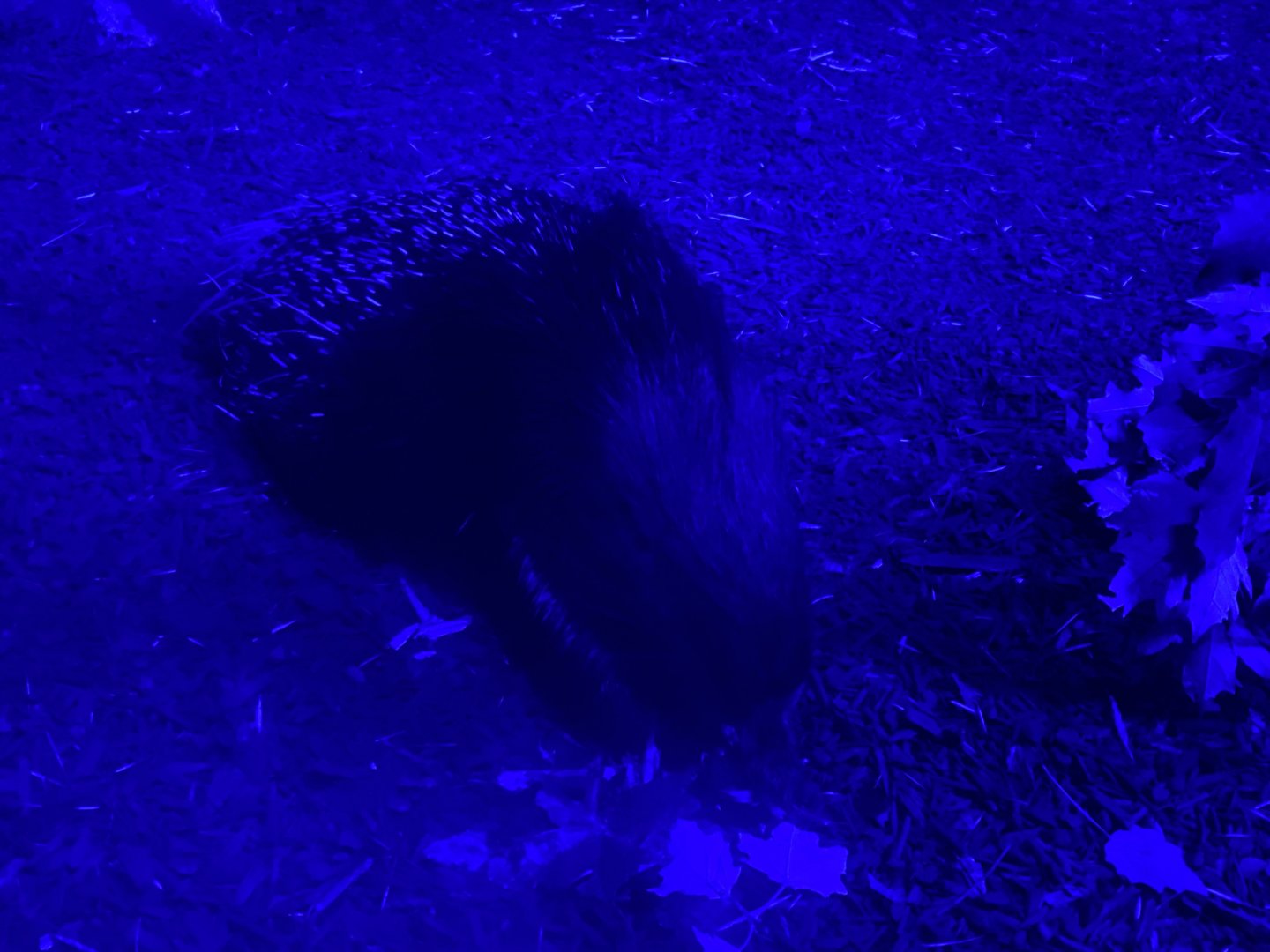 African crested porcupine