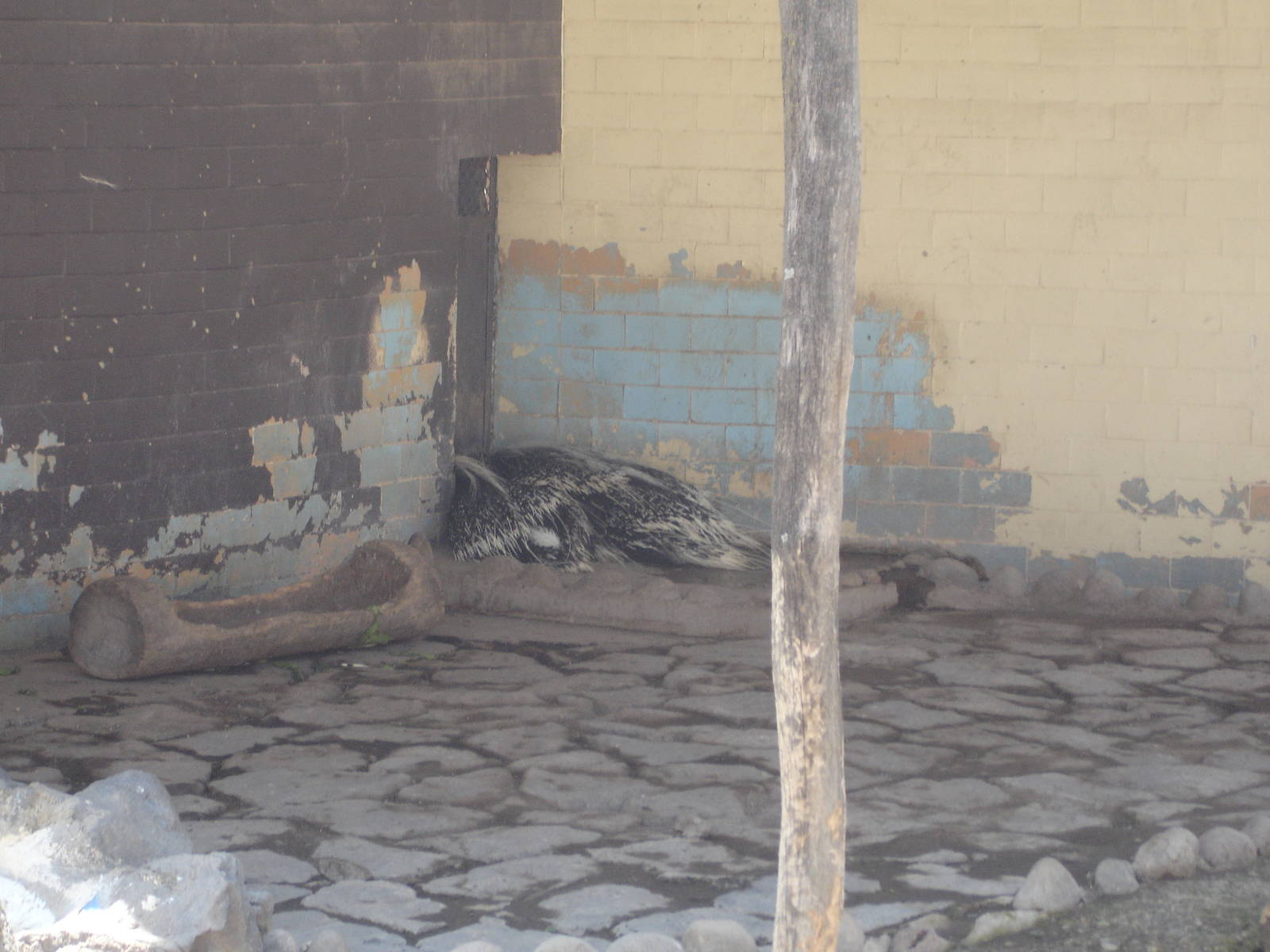 African Crested Porcupine