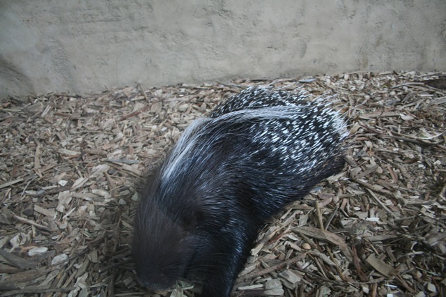 African Crested Porcupine