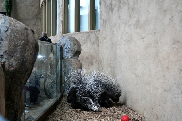 African Crested Porcupine