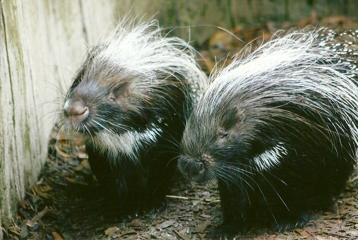 African Crested Porcupines 12th September 2012