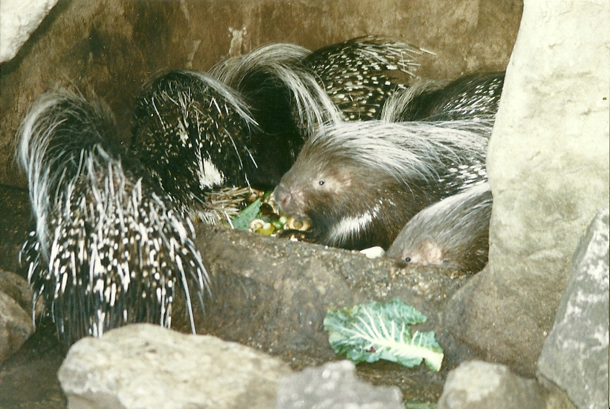 African Crested Porcupines 14th February 1996