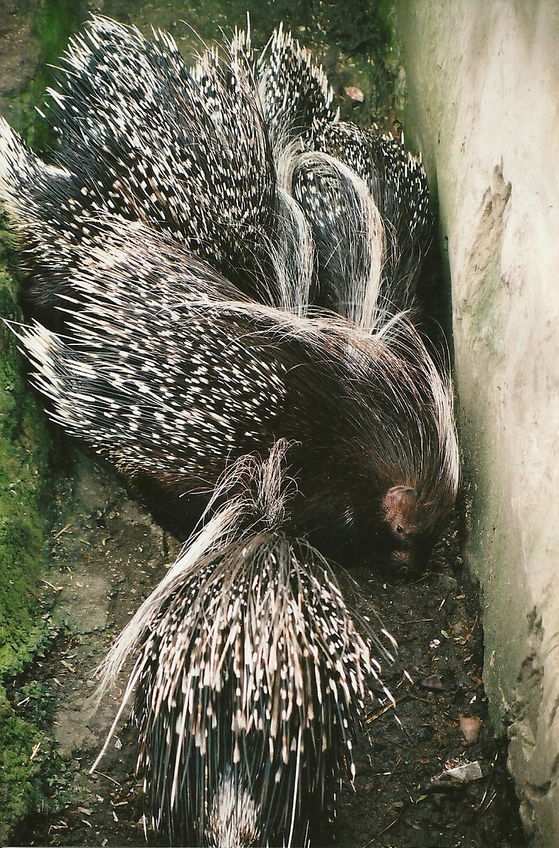 African Crested Porcupines 16th April 2004