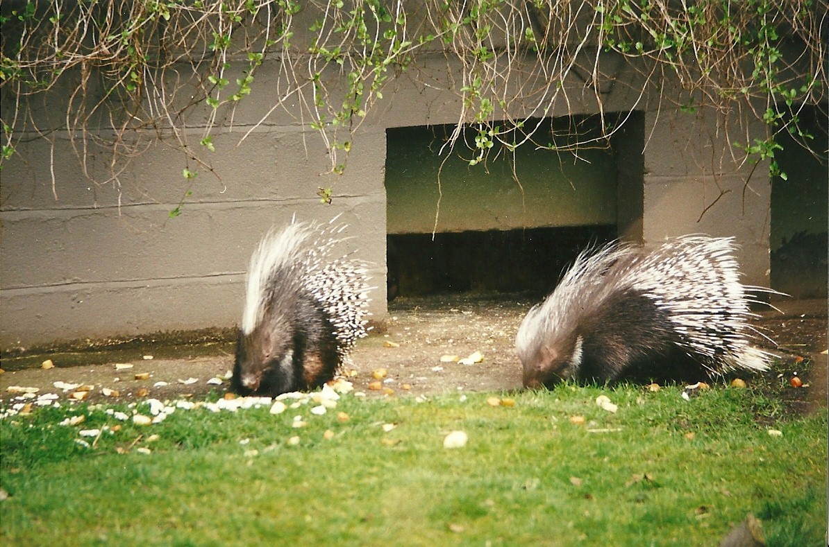 African Crested Porcupines 27th March 1999
