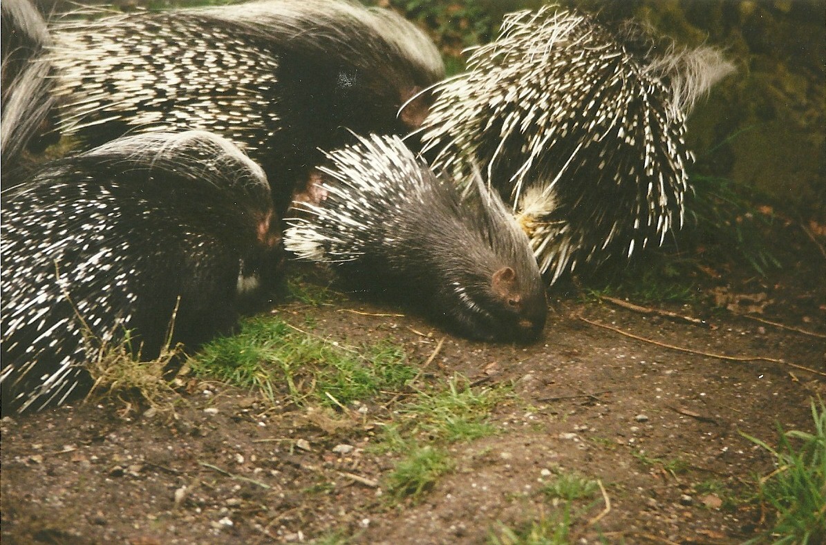 African Crested Porcupines 27th March 1999