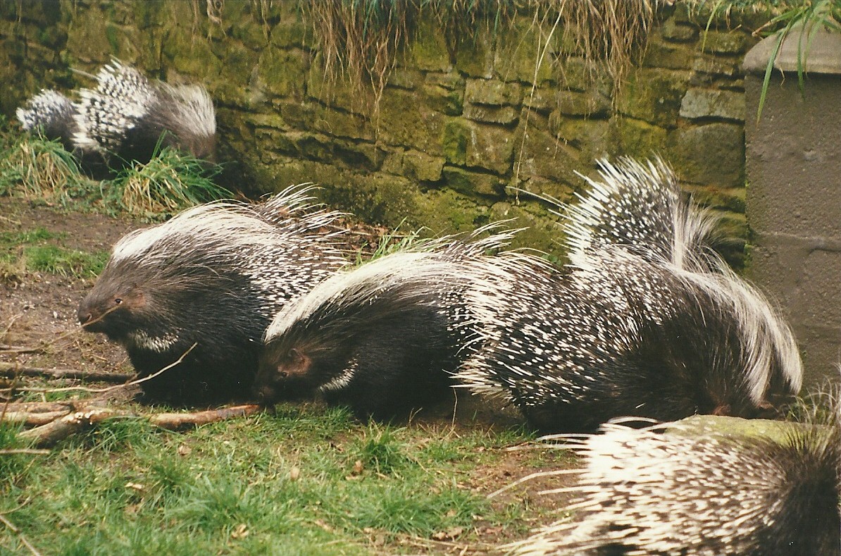 African Crested Porcupines 27th March 1999