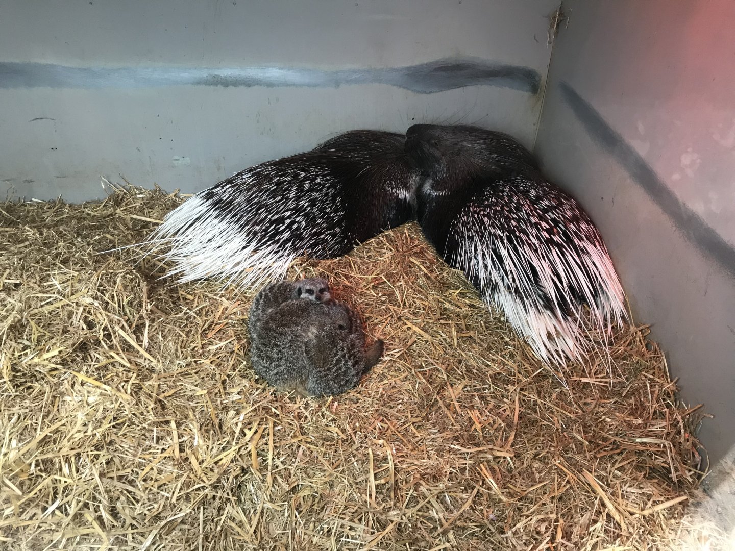 African crested porcupines and meerkats 241118