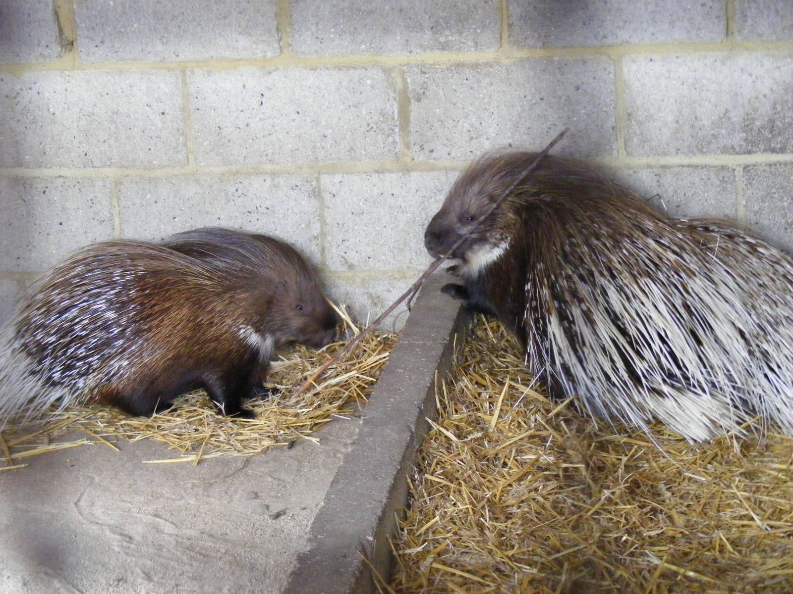African crested porcupines at Wingham Wildlife Park, 2 April 2010