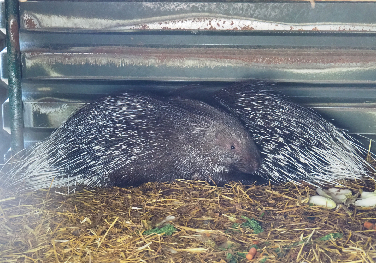 African crested porcupines (Hystrix cristata), 2019-06-01