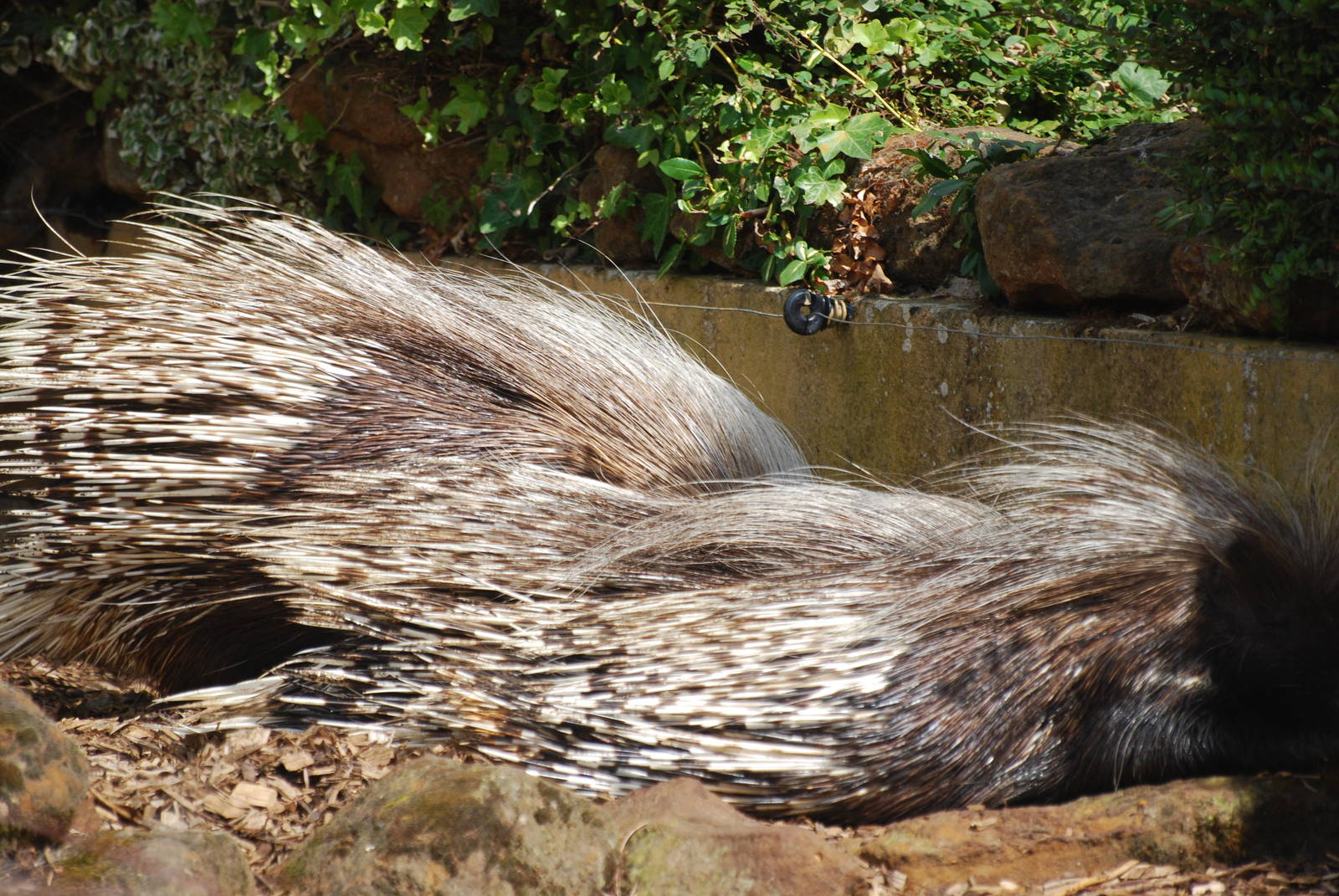 African crested porcupines