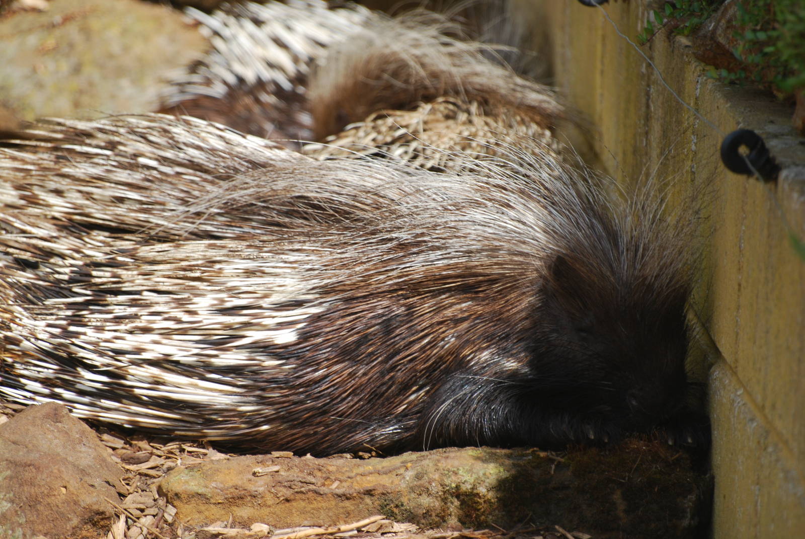 African crested porcupines