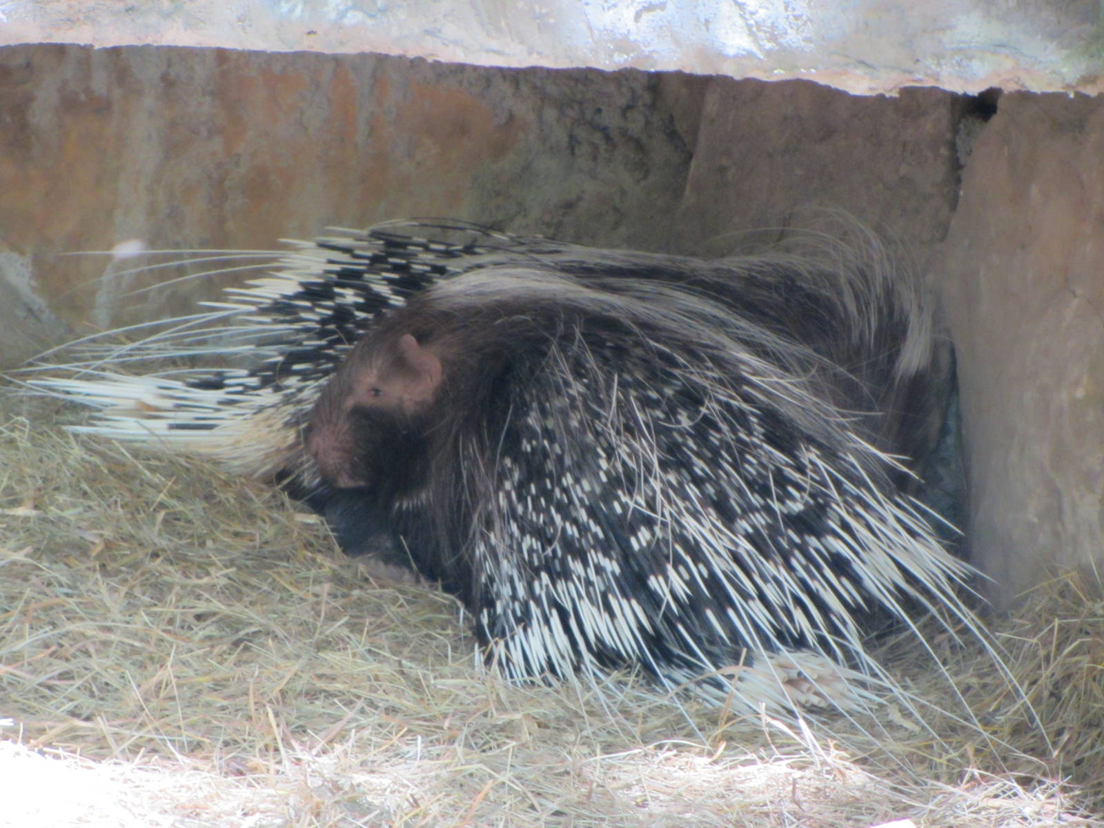 African Crested Porcupines