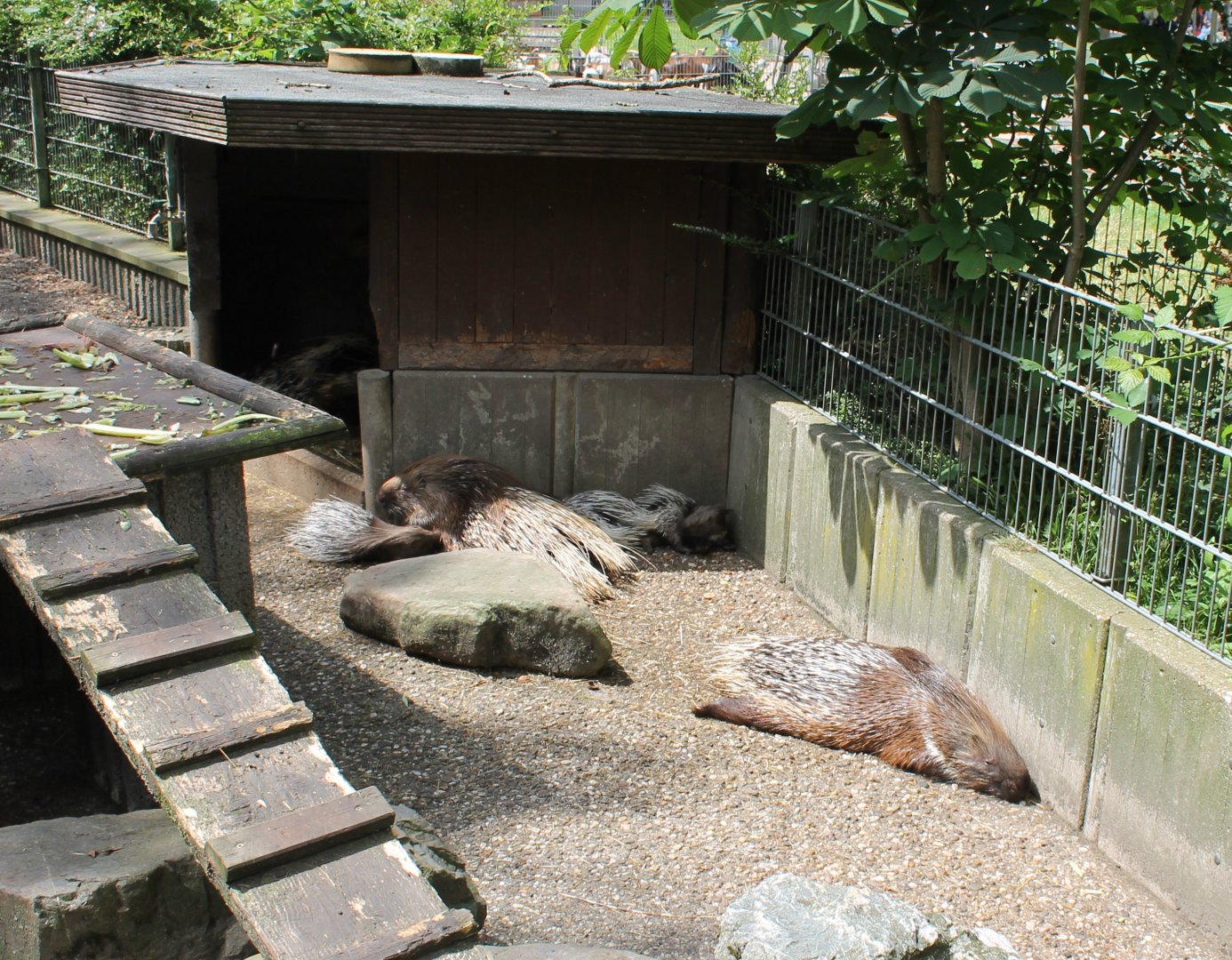 African crested porcupines