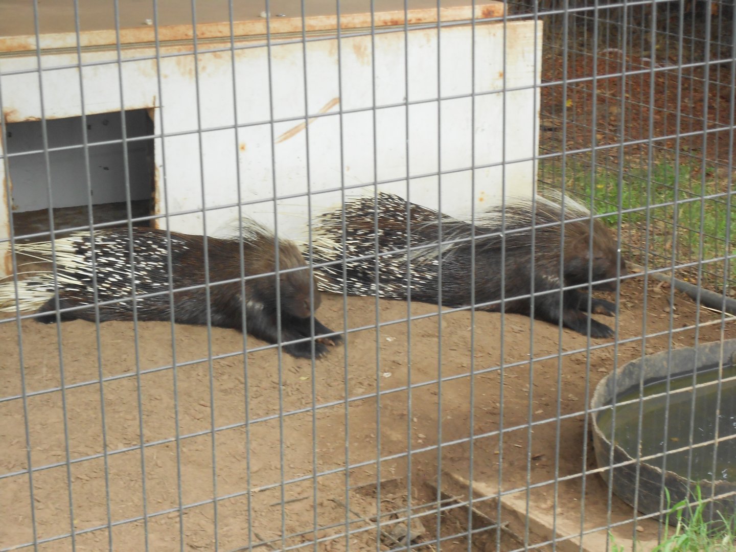 African crested porcupines