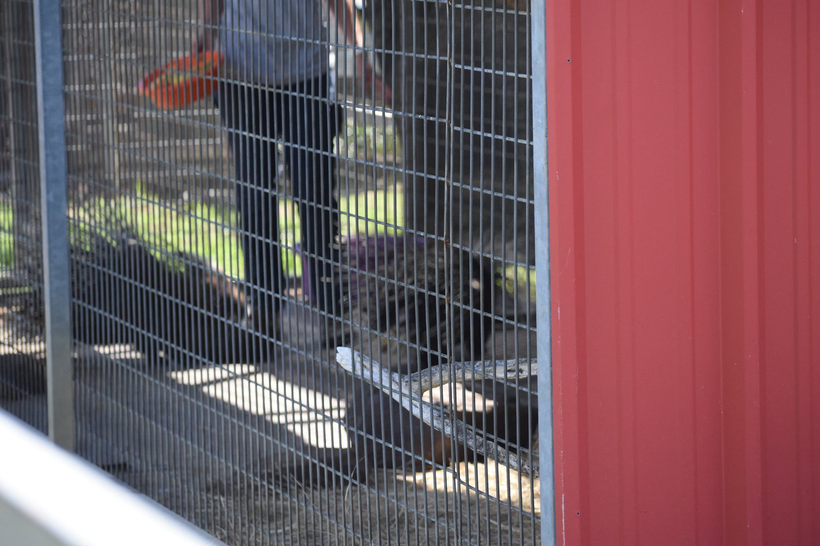 African Crested Porcupines