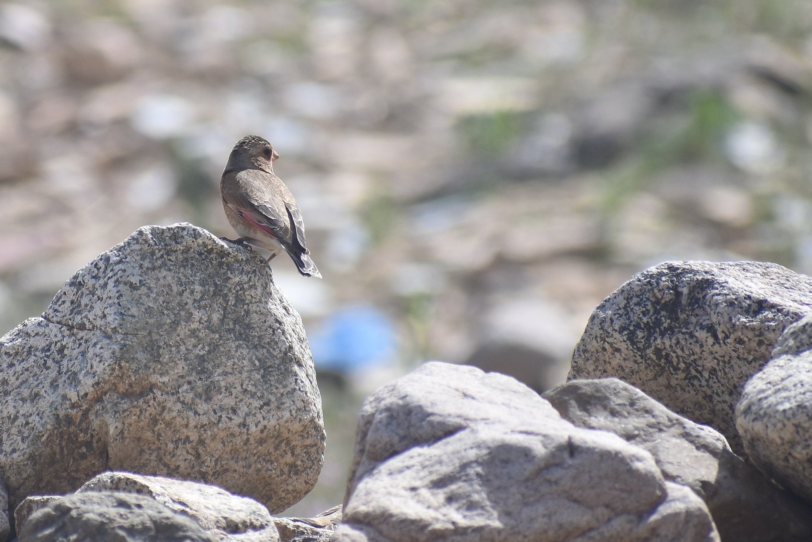 African crimson-winged finch - (Vallée de l'Oukaïmeden)