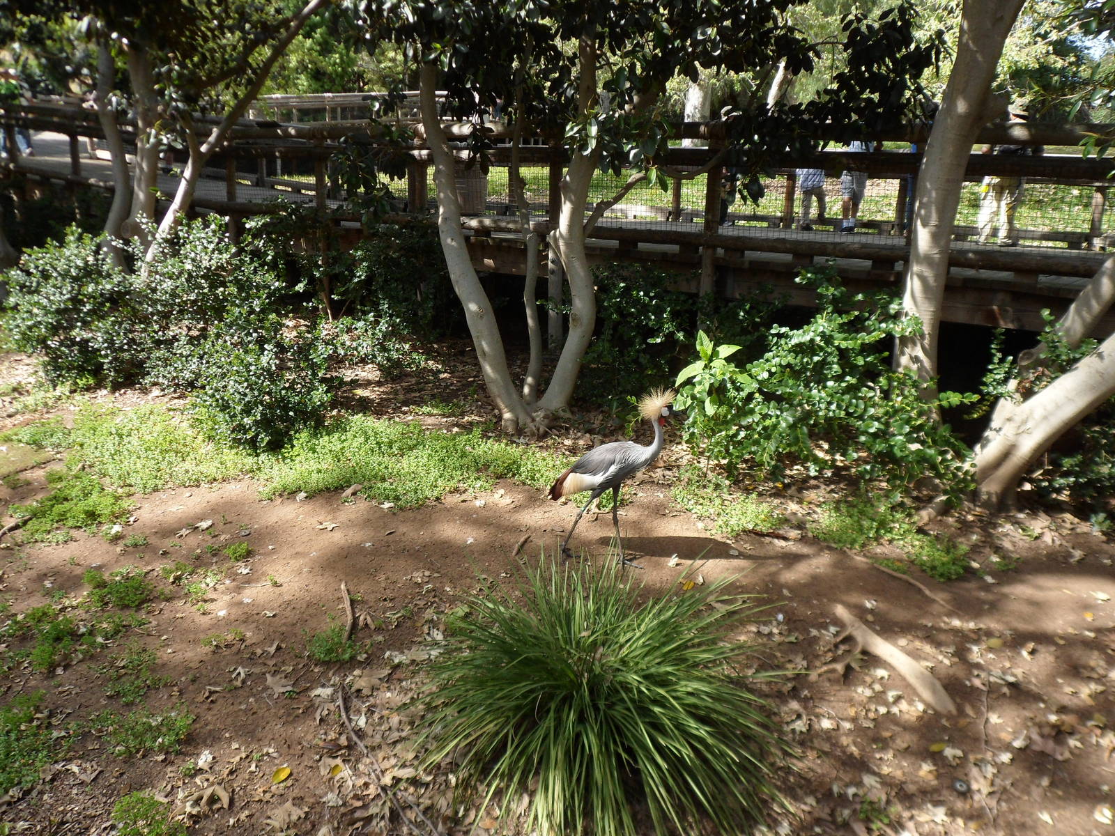 African Crowed Crane Exhibit