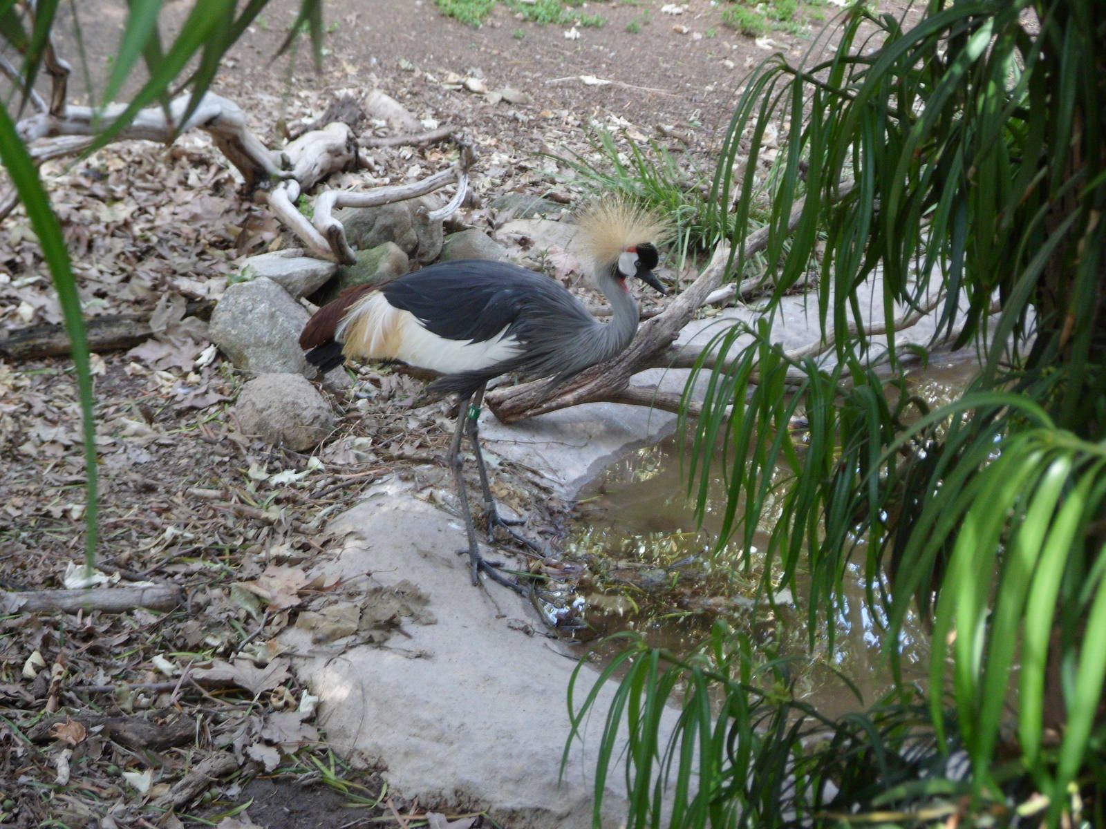 African Crowed Crane