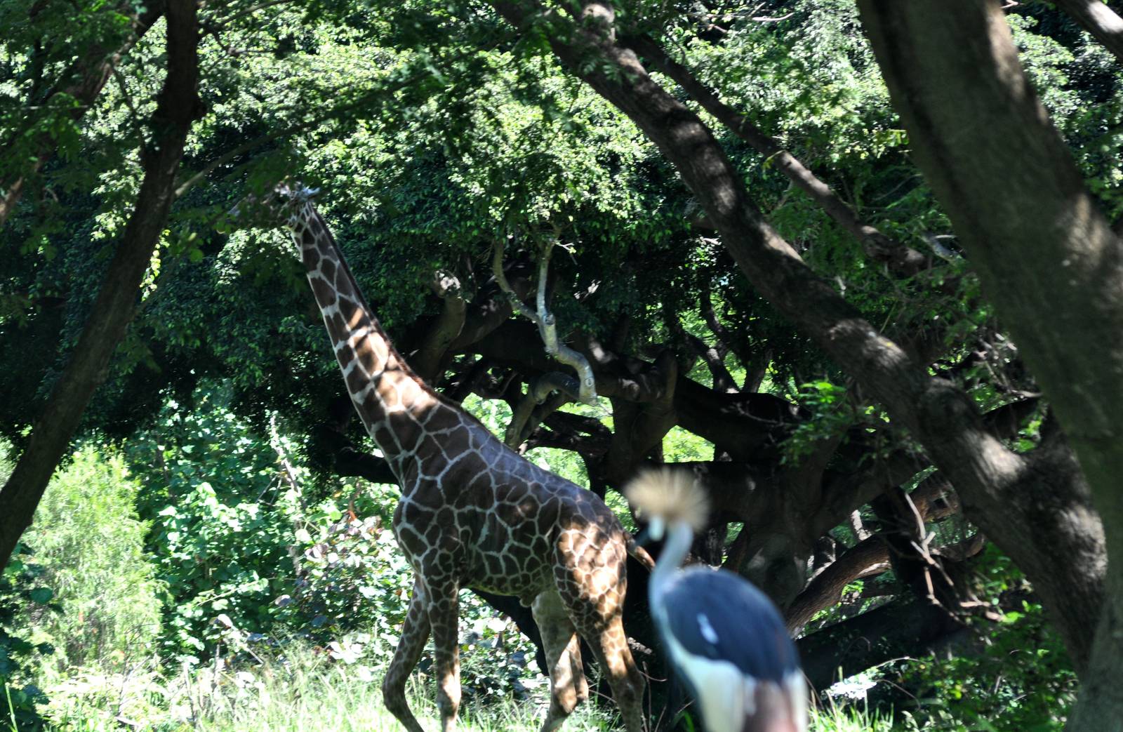 African Crowned Crane and Giraffe Exhibits