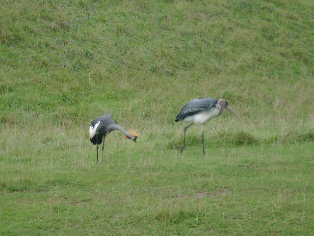 African Crowned Crane and Marabou Stork