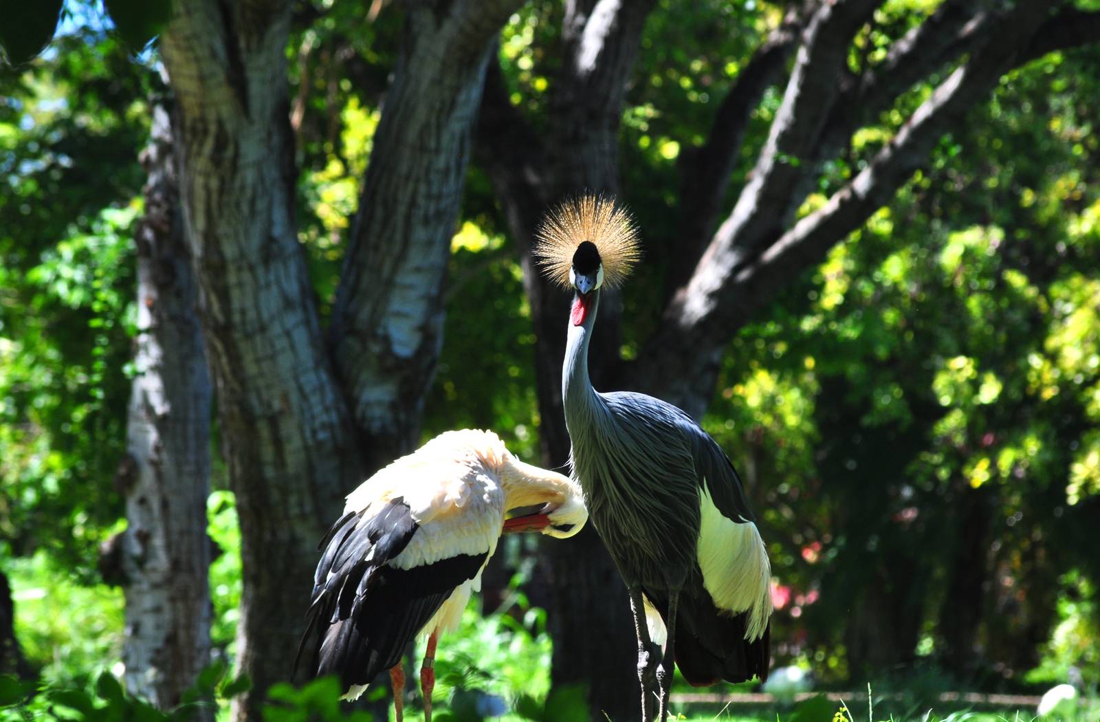 African Crowned Crane and White Stork