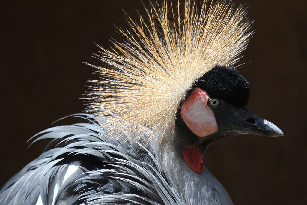 African Crowned Crane at LA Zoo 16th April 2016