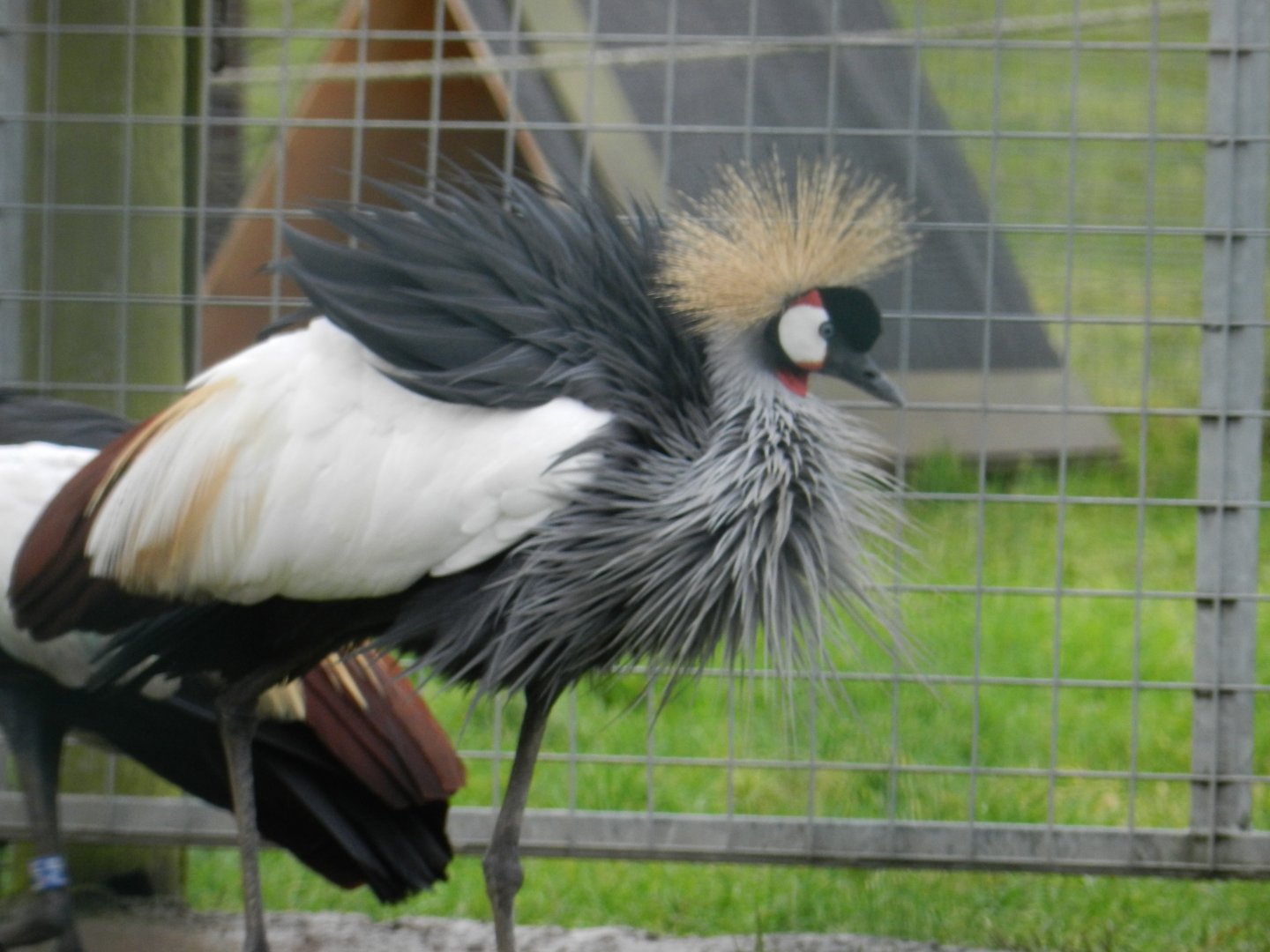 African Crowned Crane (Balearica regulorum) at Noah's Ark Zoo Farm, England