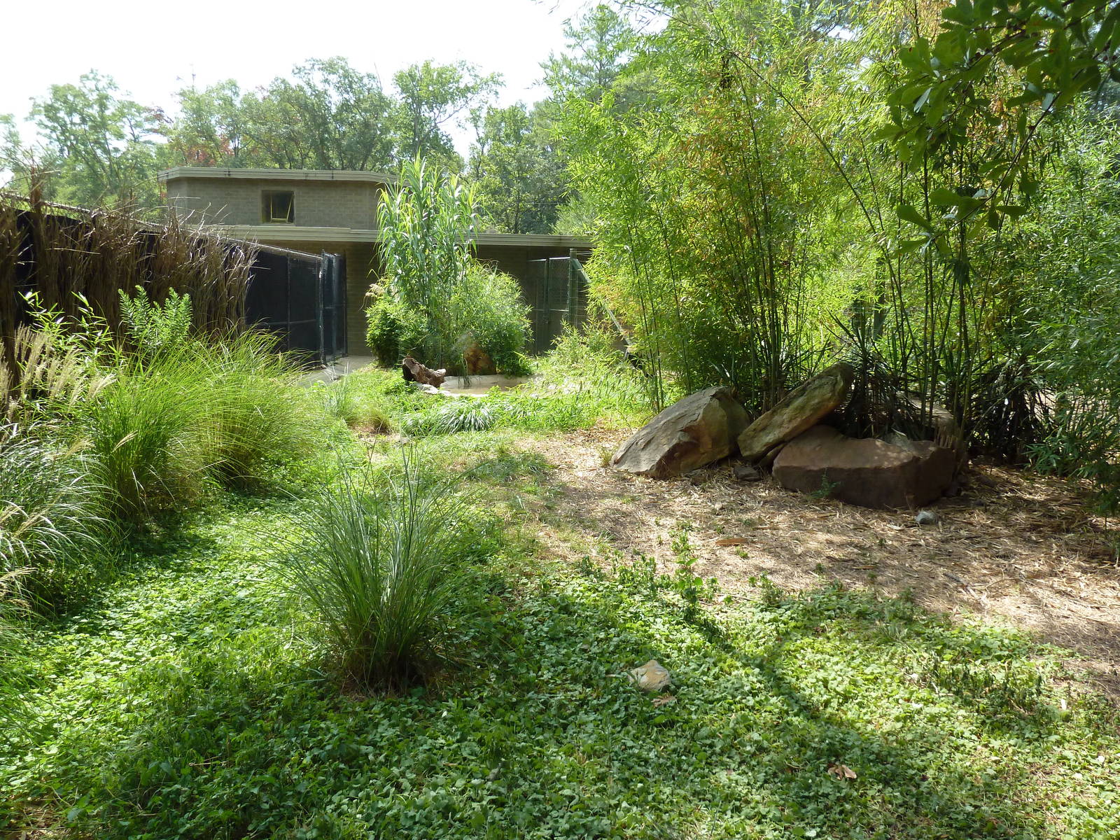 African Crowned Crane Exhibit