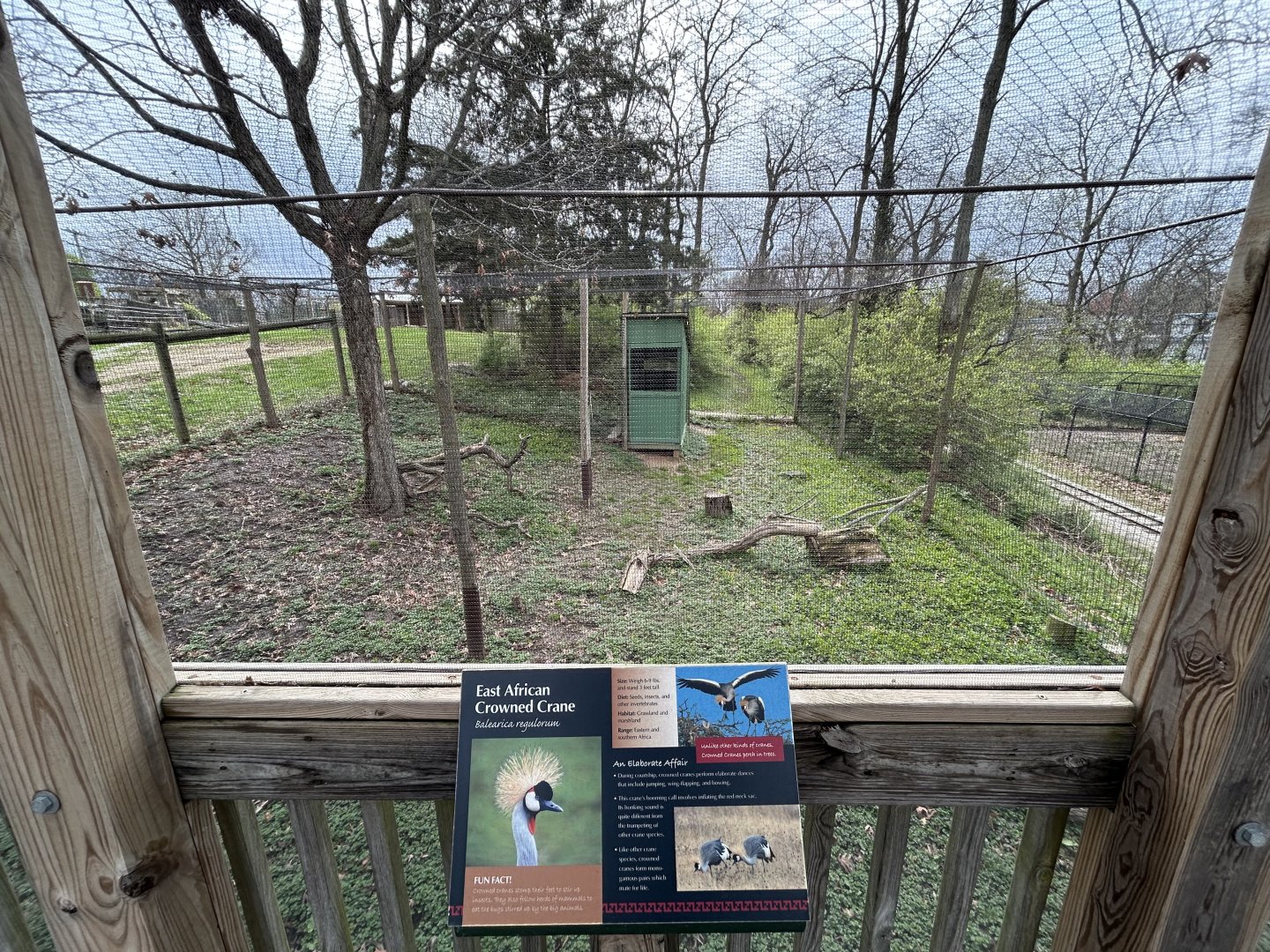 African Crowned Crane Exhibit