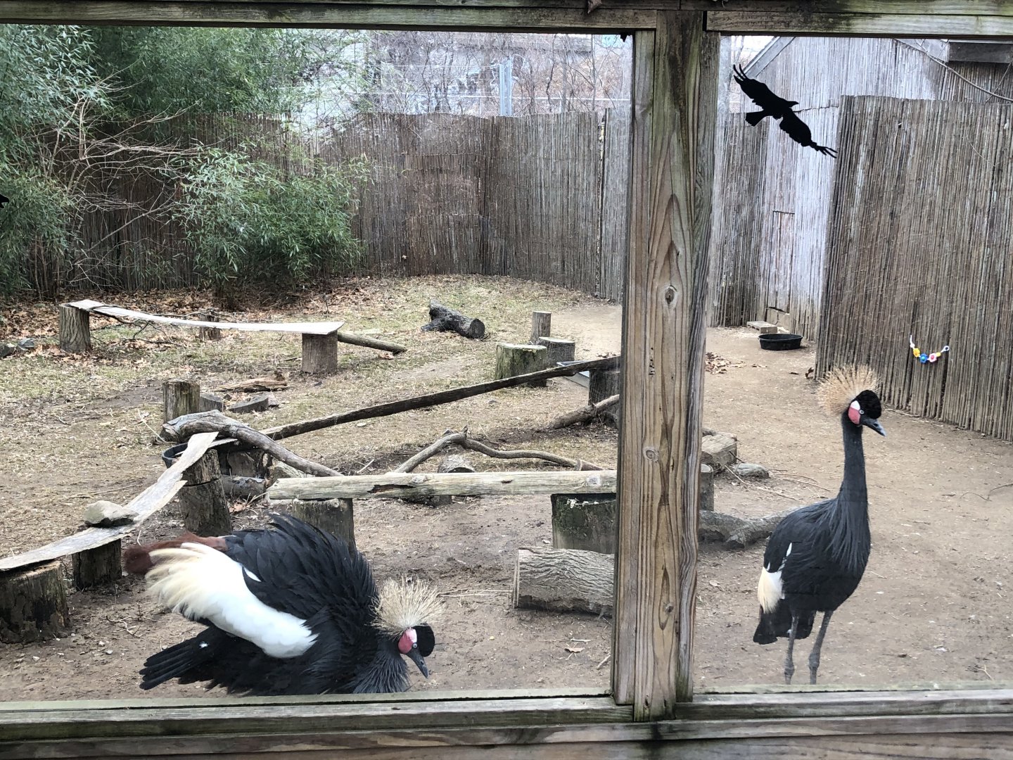 African Crowned Crane Habitat - Feb, 2020