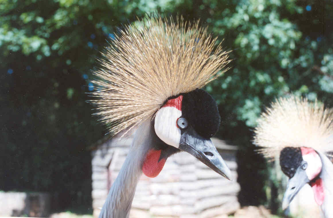 African Crowned Crane - Heythrop 2003