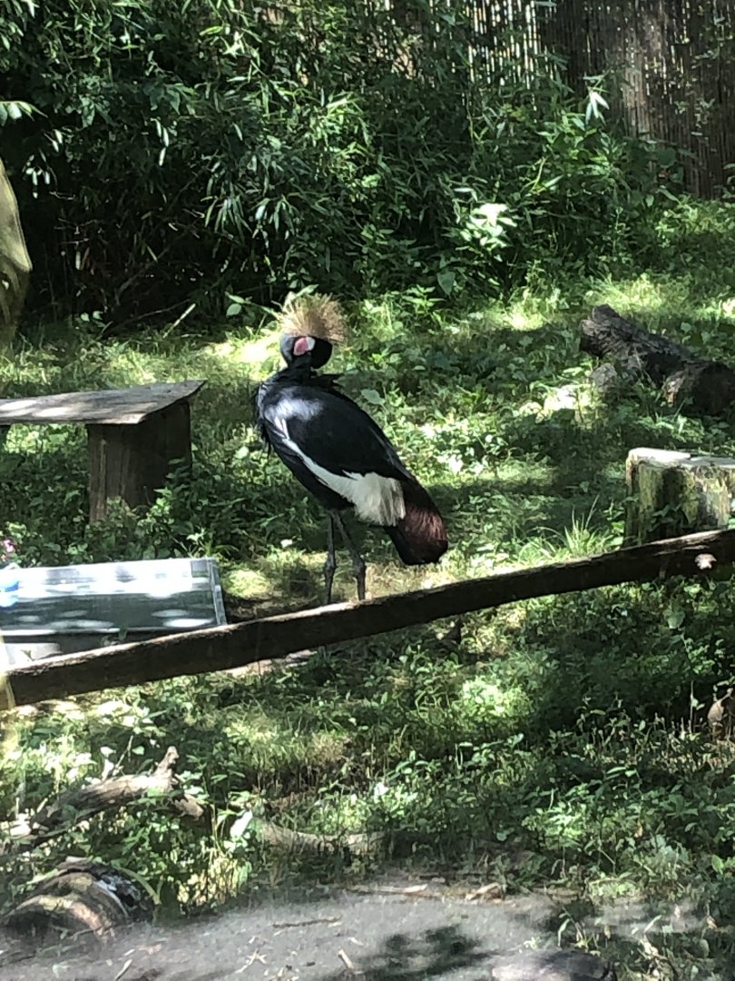 African Crowned Crane - July, 2020