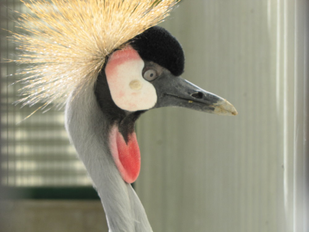 African crowned Crane(tehran zoo)