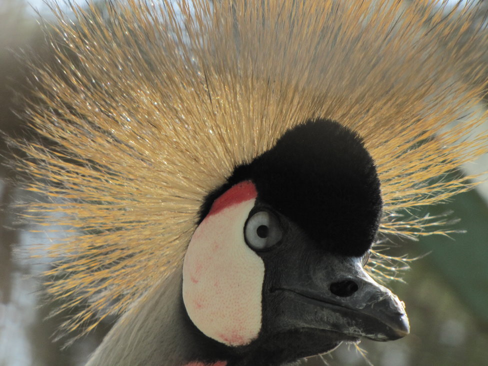 African crowned Crane(tehran zoo)