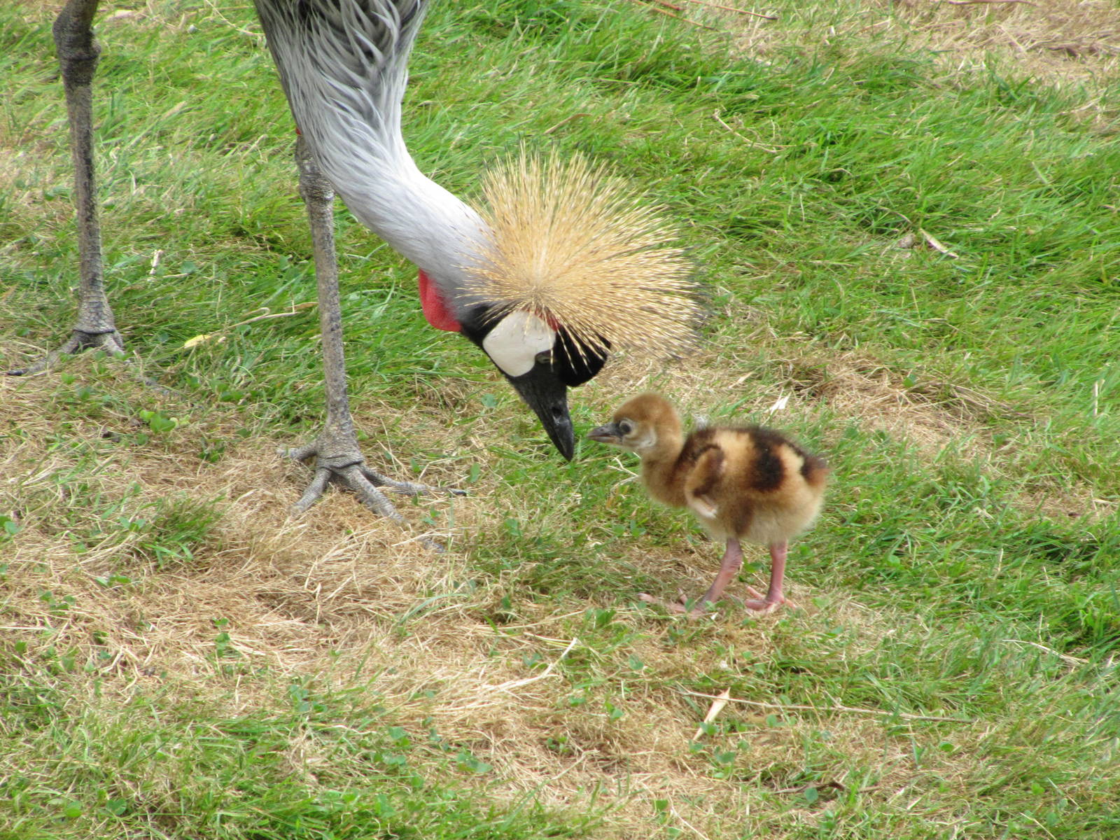 African Crowned Crane with young on 06/08/2016