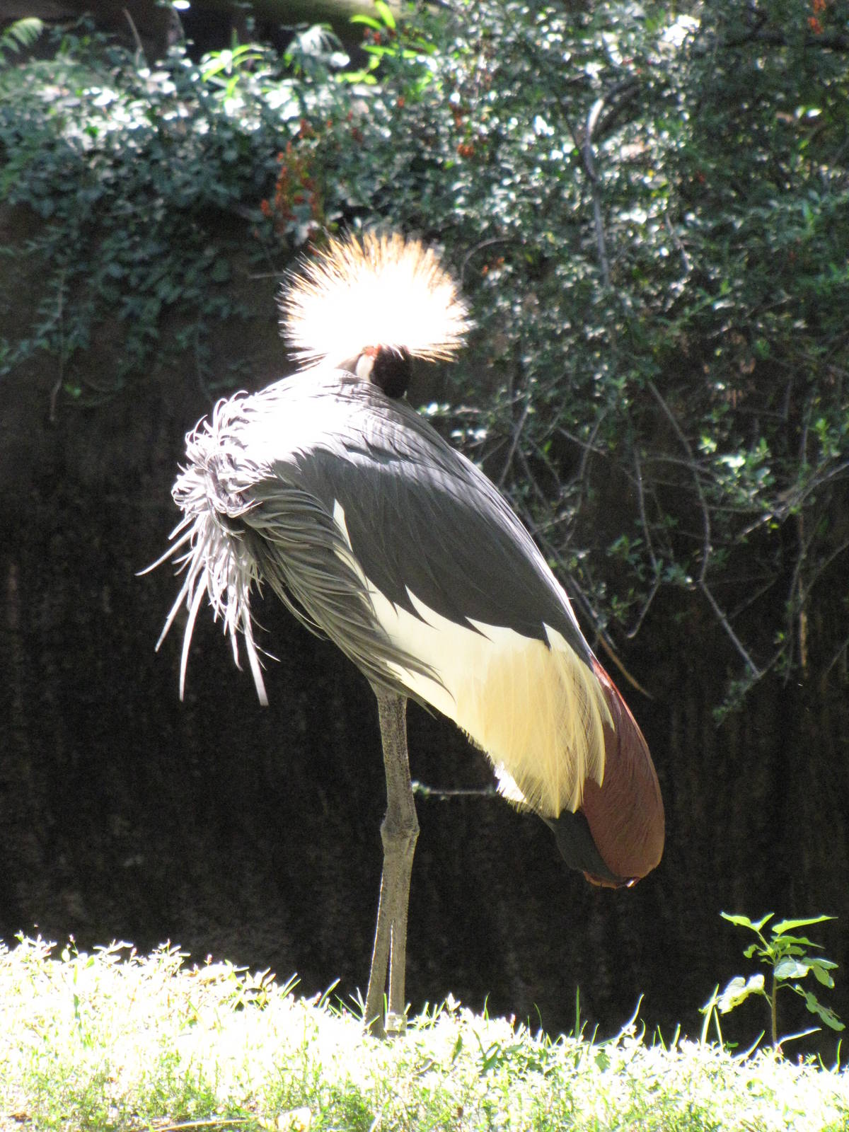African Crowned Crane