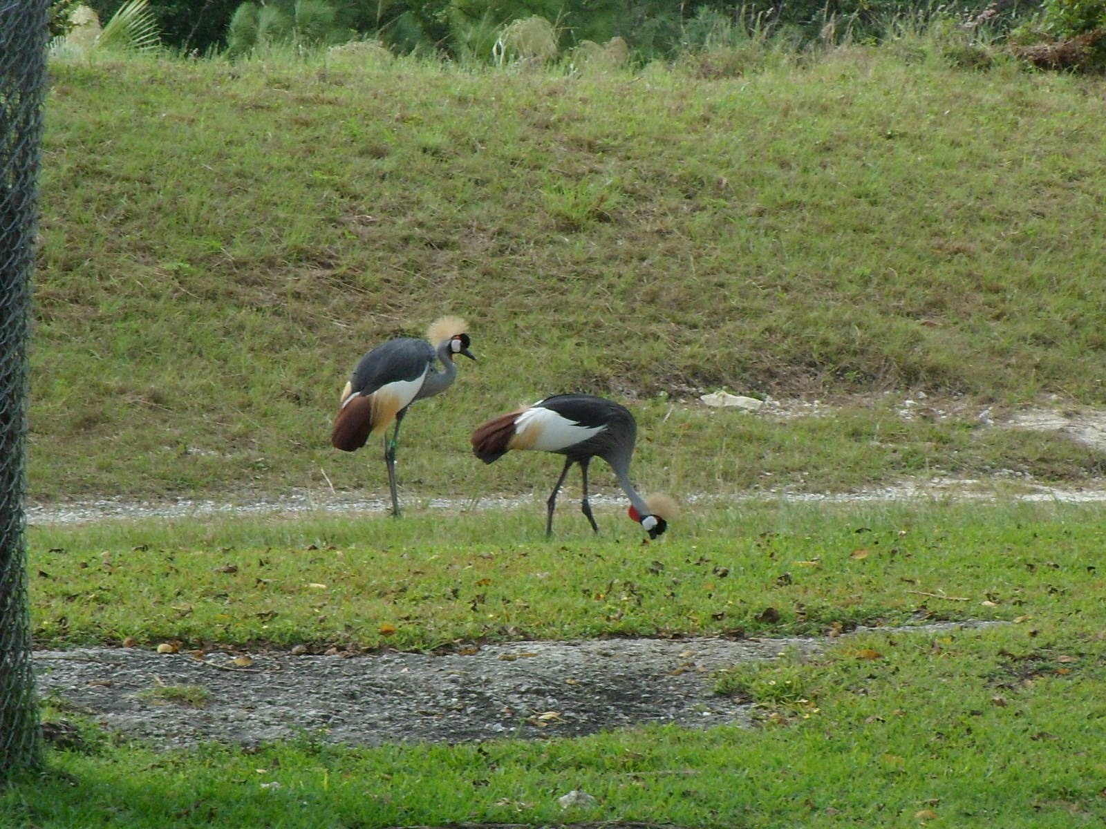 African Crowned Crane