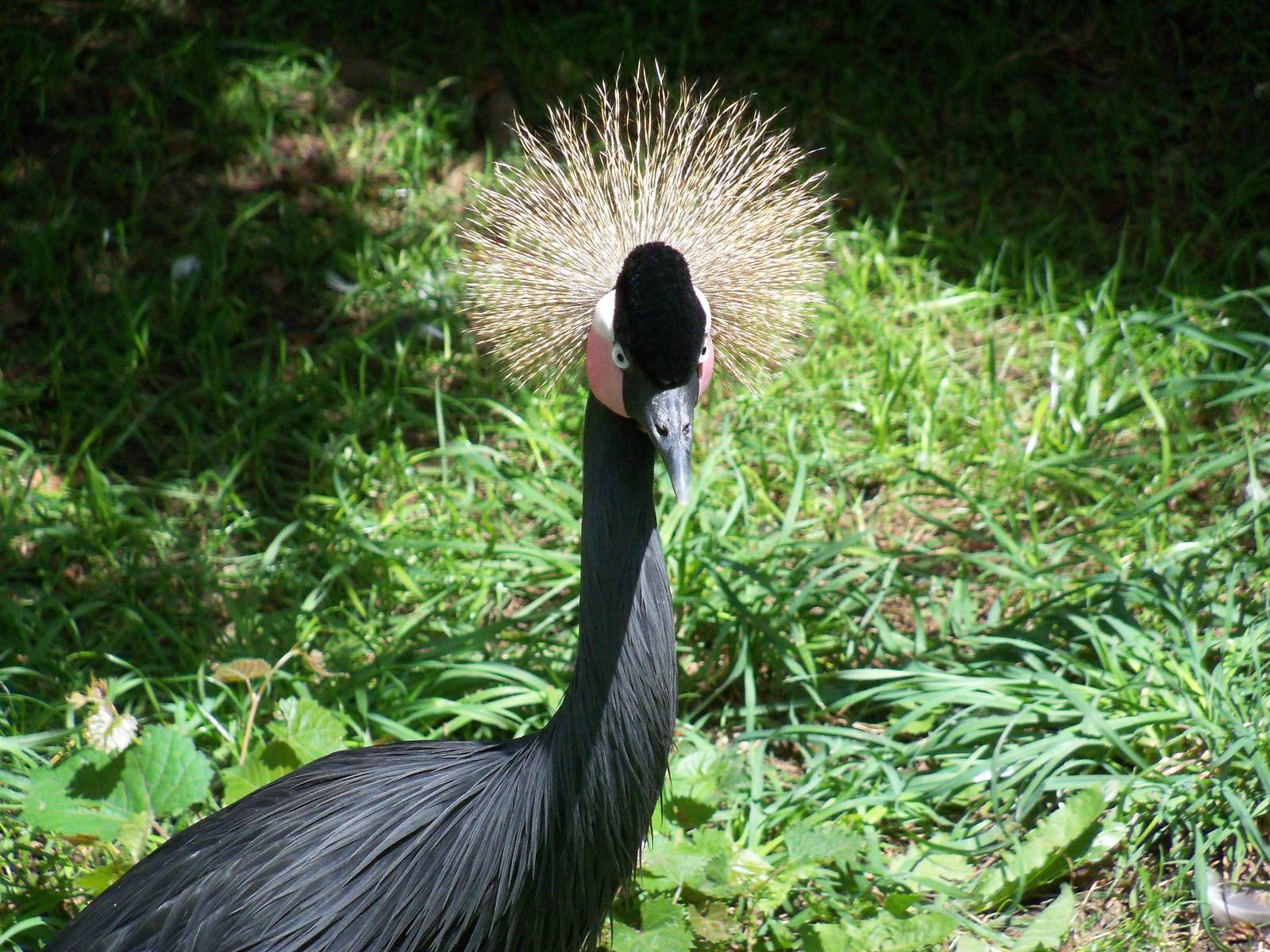 African Crowned Crane