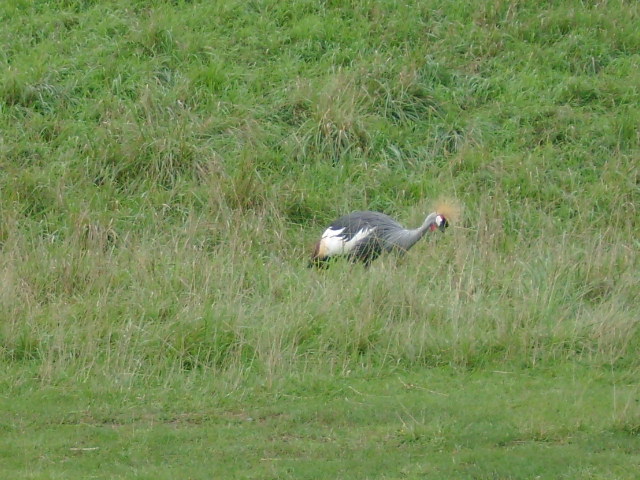 African Crowned Crane