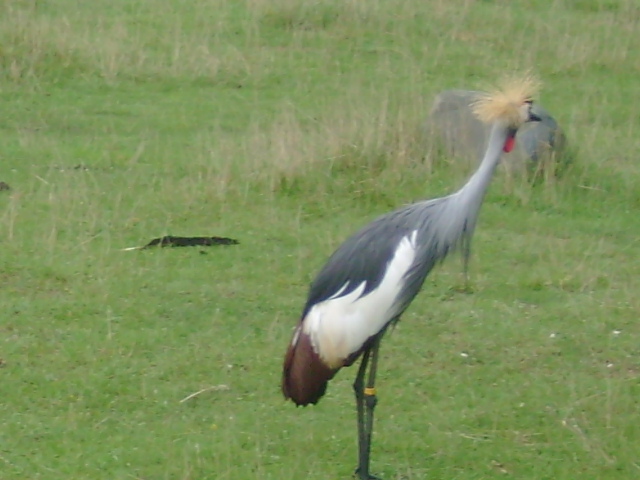 African Crowned Crane