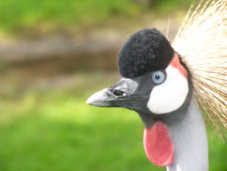 African Crowned Crane
