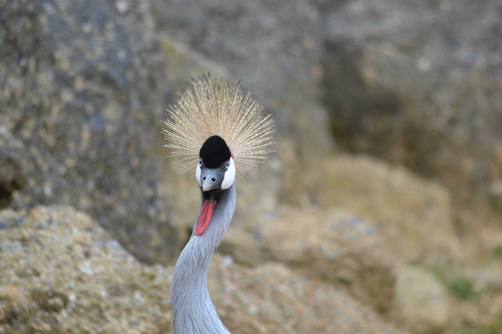African Crowned Crane