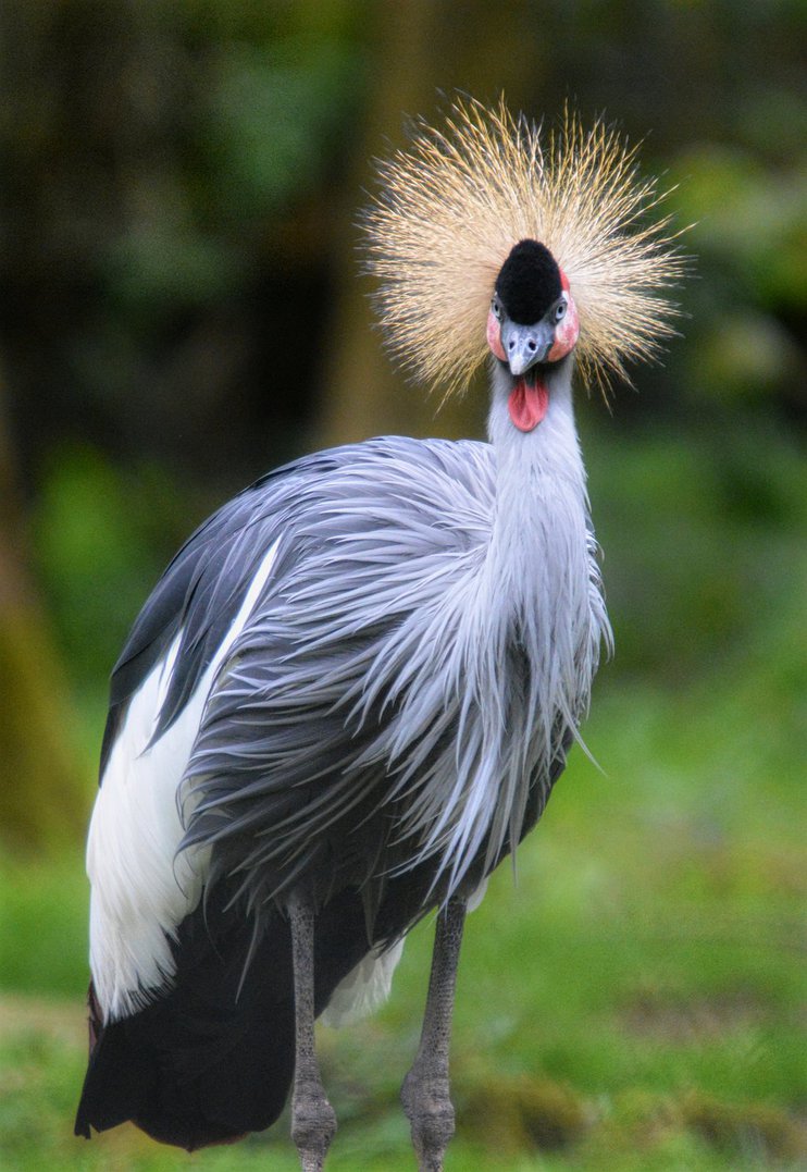 African Crowned Crane
