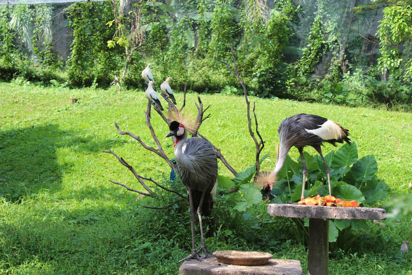 African crowned crane
