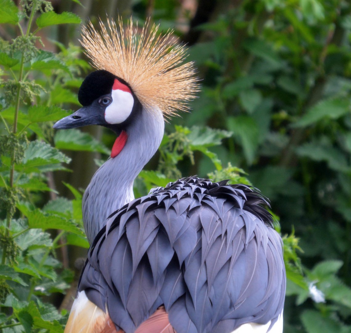 African Crowned Crane