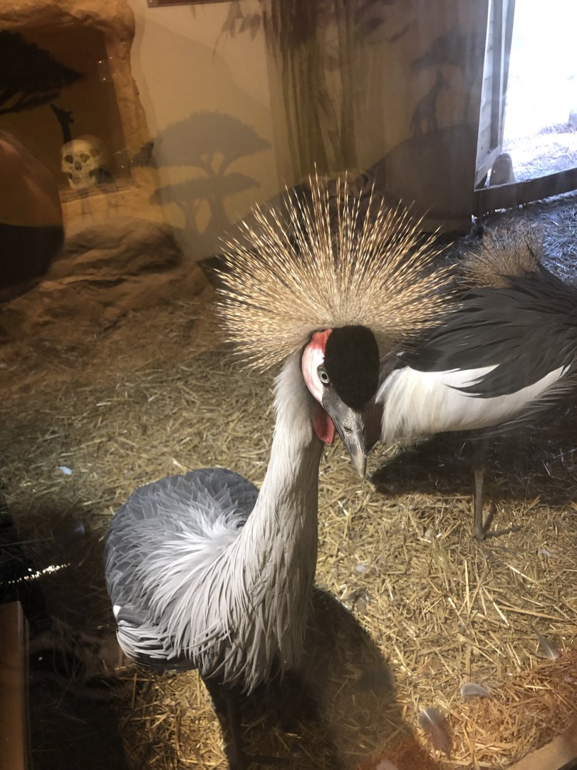 African Crowned Crane