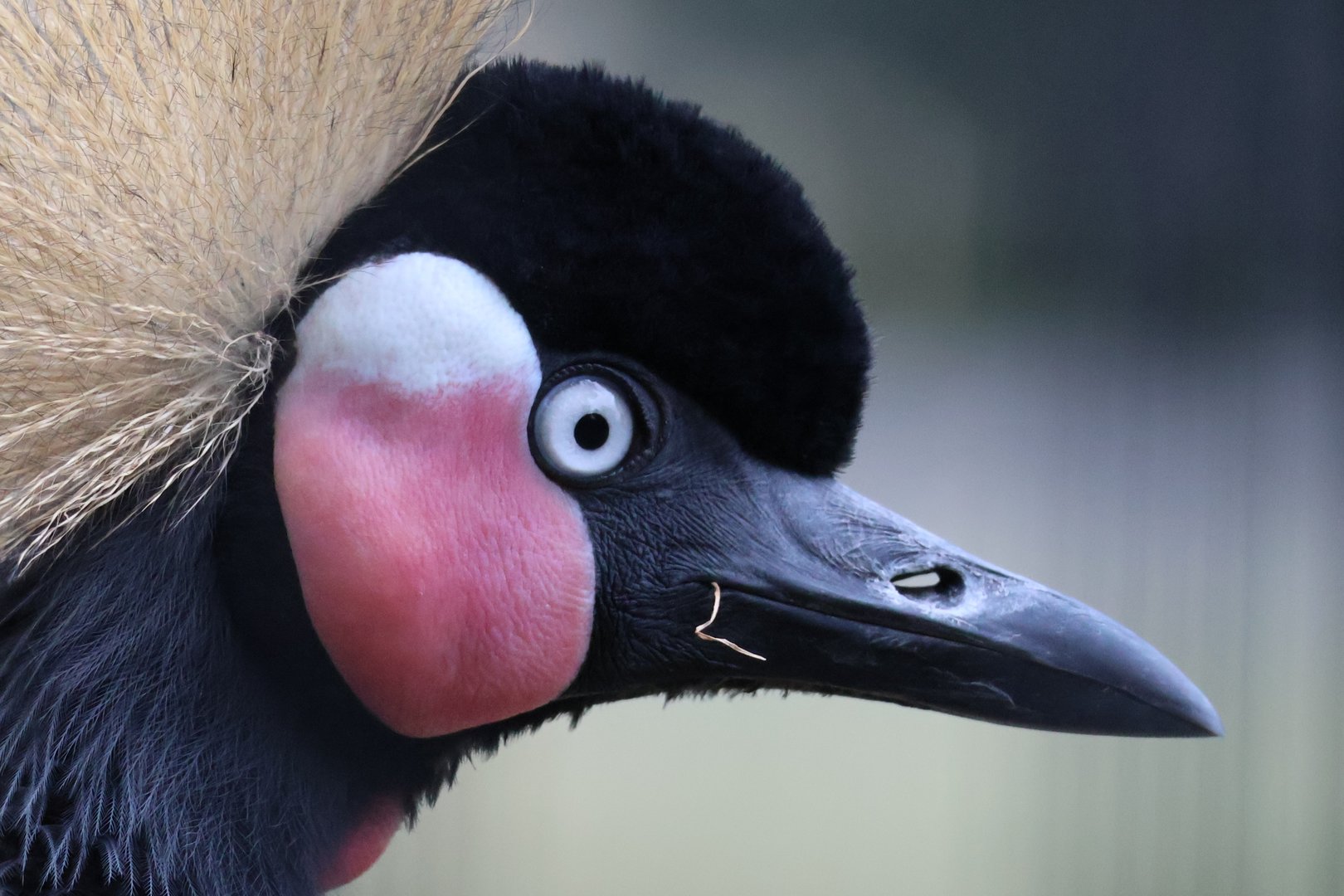 African Crowned Crane