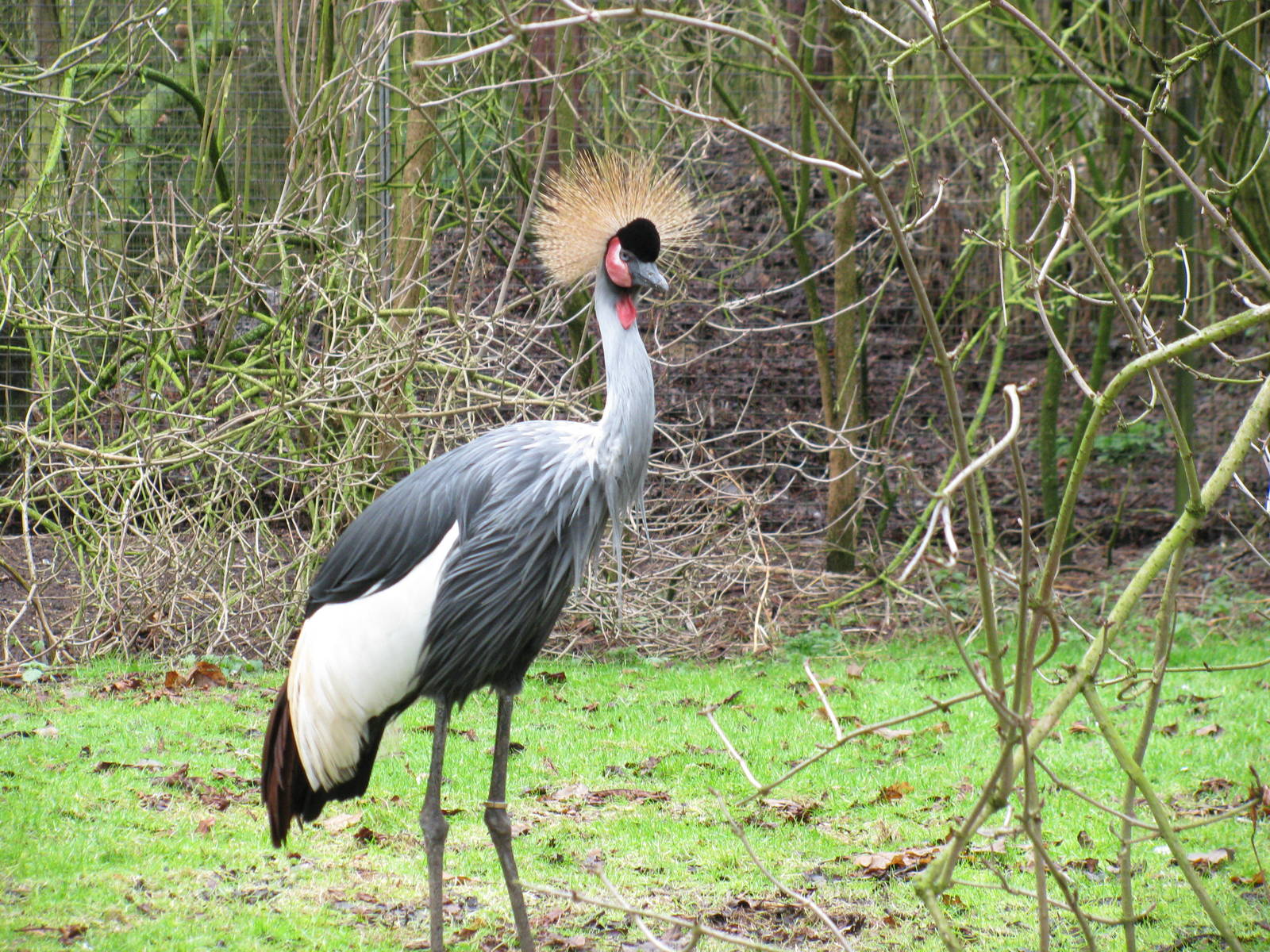 African Crowned Crane